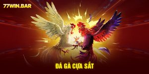 Đá gà cựa sắt