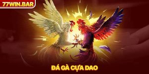 Đá gà cựa dao